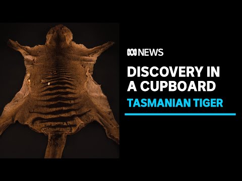 Long-lost remains of last Tasmanian tiger were being stored in museum cupboard | ABC News