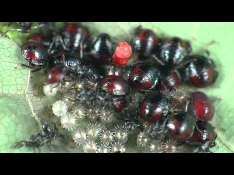 Spined Soldier Bug Nymphs - Macro Time Lapse