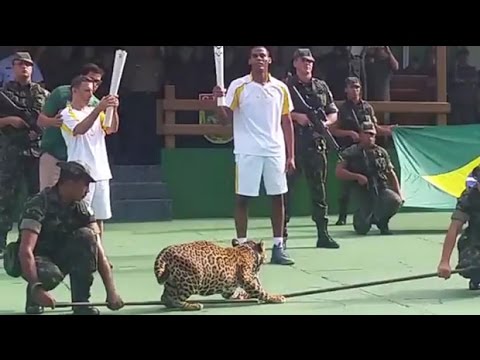 Jaguar used in Olympic torch event killed in Brazil