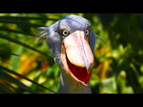Shoebill Stork – Prehistoric Dinosaur Looking Bird