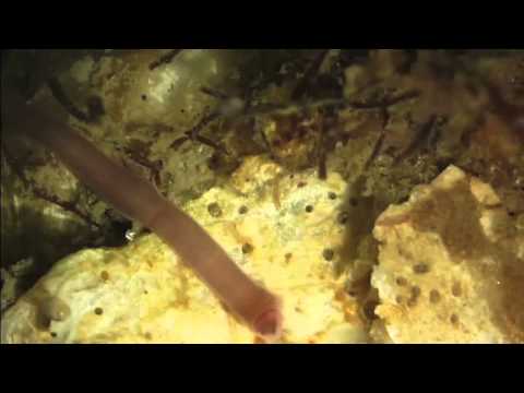 Nemertean (Ribbon-worm) swallowing prey