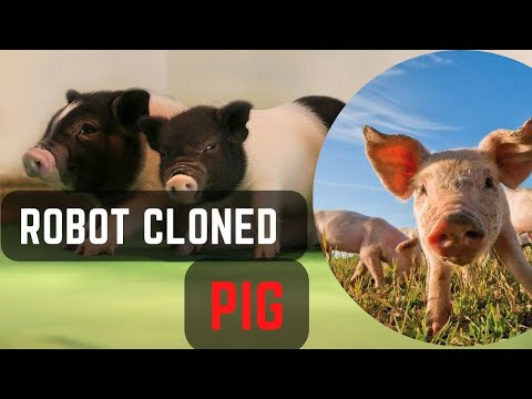 China Now Producing Cloned Pigs Using Only Robots