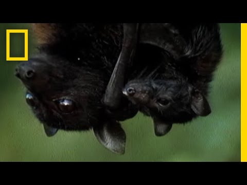 Meet the World&#039;s Biggest Bat | National Geographic