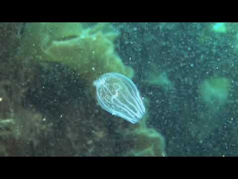 Arctic Comb Jelly with its prey