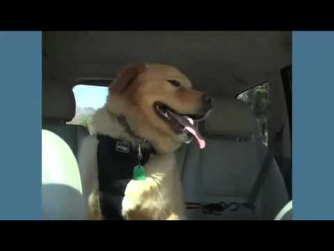Auto Zip Line Dog Car Harness by Kurgo