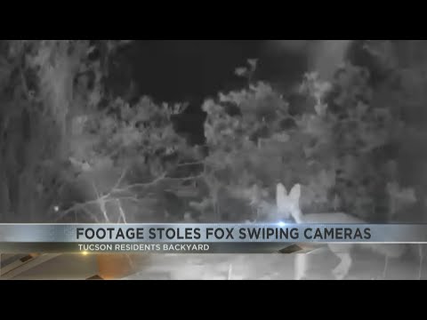 Fox snatcher: Footage shows furry intruder swiped cameras from Arizona backyard