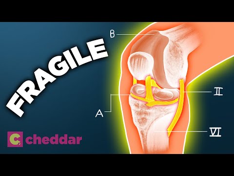 Why The Human Knee Is A Design Disaster - Cheddar Explores