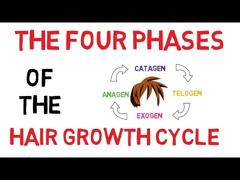 Understanding The Hair Growth Cycle | Adam Explains