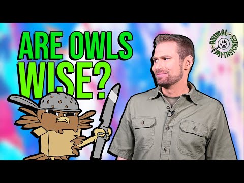 Owls Are Wise: Fact or Fiction?