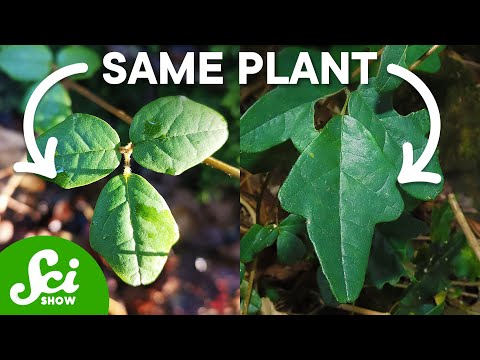 Can this Plant /Actually/ See?