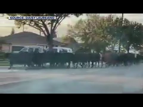 More than 20 cows escape slaughterhouse, incite animal pursuit across Pico Rivera