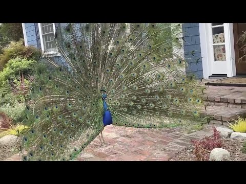 Hundreds of Peacocks Take Over California Town