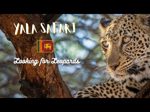 Wild Leopards in Sri Lanka?! Safari in Yala National Park 🇱🇰