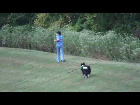 The Big Stick &quot;Betsy The Border Collie Collie&quot;