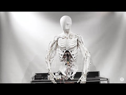 Torso by Clone | Bimanual Android with Artificial Muscles