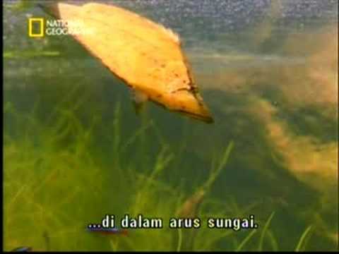 Build for The Kill - Leaf Fish