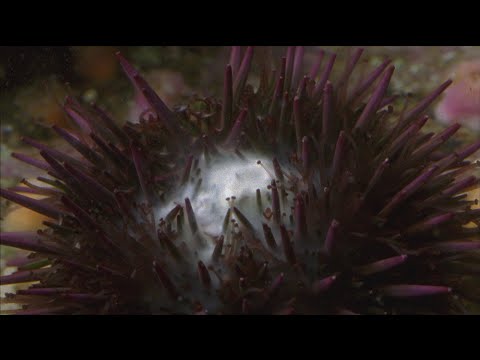 Sea Urchins Spawning!