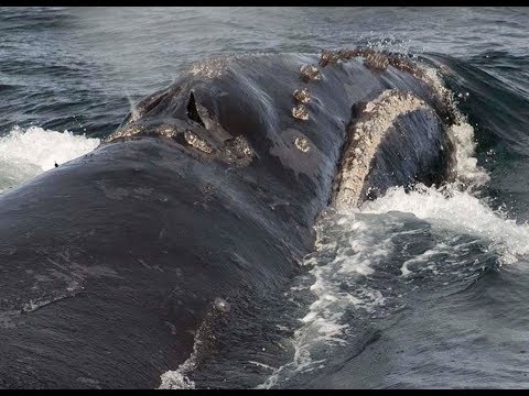 Rare whale&#039;s singing recorded