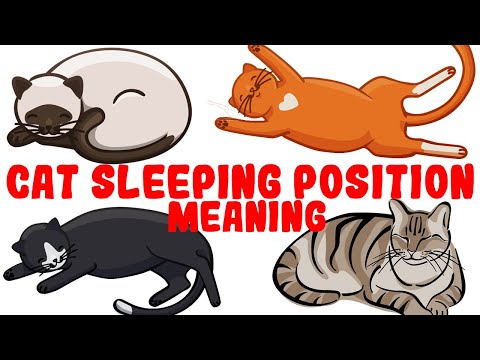 What Your Cat&#039;s Sleeping Position Reveals About Their Health and Personality