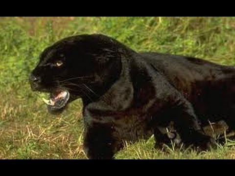 10 Mysterious Cats Of Great Britain - 37