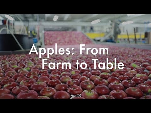 Apples: From Farm to Table