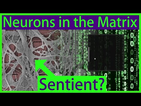 Lab-Grown Brain Learns Pong - Is This Biological Neural Network &quot;Sentient&quot;?
