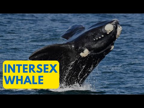 Rare Intersex Southern Right Whale Discovered Through Genetic Testing