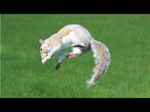 Silly Squirrels - Flipping, zipping, rolling, and going nuts for no good reason.