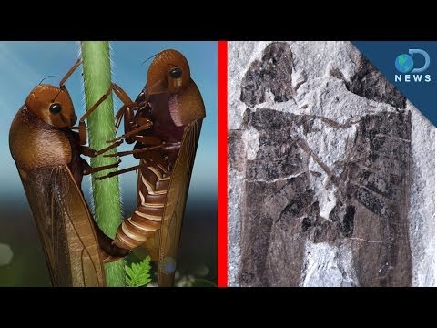 Ancient Porn: Fossil Reveals Bugs Having Sex!