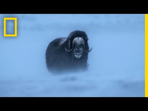 Watch Musk Ox Battle One of the Harshest Climates on the Planet | Short Film Showcase