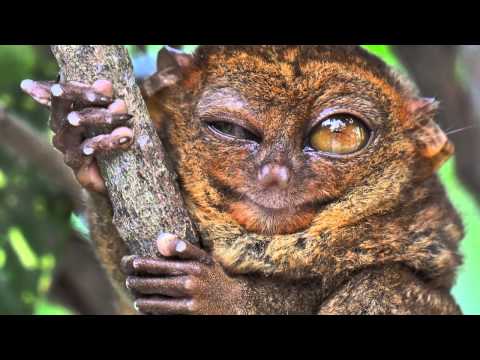 True Facts About The Tarsier