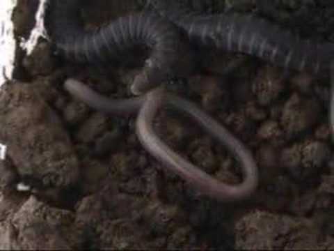 baby caecilians feeding