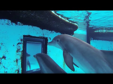 Dolphins: How Smart are They Actually? | Inside the Animal Mind | BBC Earth