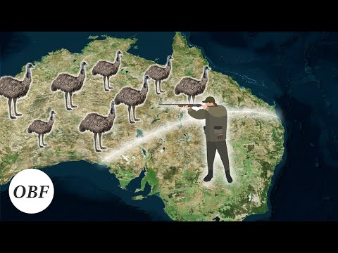 How Australia Keeps Losing Wars To Animals