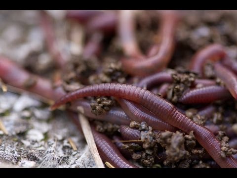 Worm Composting 101