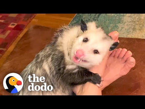 Opossum Covers His Mom&#039;s Face In Kisses | The Dodo Little But Fierce