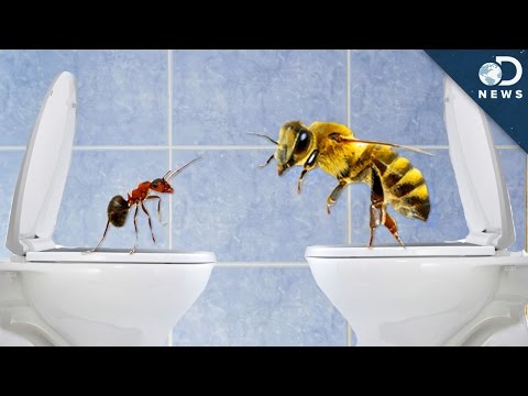 How Do Insects Poop?