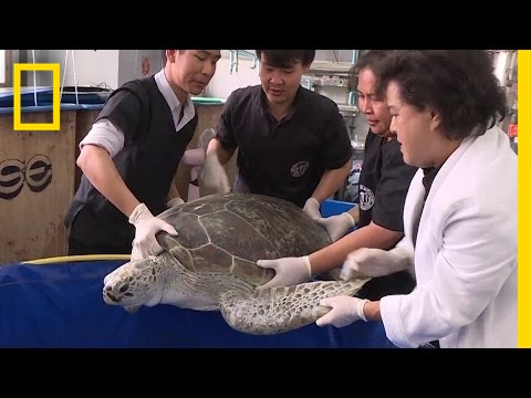 Turtle Dies After Eating 11 Pounds of Coins | National Geographic