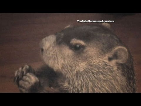 10 Weather Forecasting Rodents Not Named Punxsutawney Phil - 35