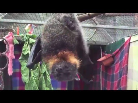 Bat has urine bath and baby copies him.