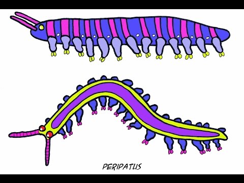 10 Bizarre Organisms From The Burgess Shale - 83