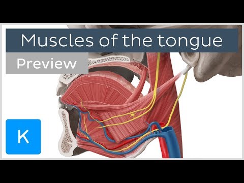 Muscles of the tongue (preview) - Human Anatomy | Kenhub