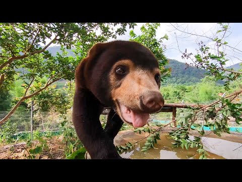 14 Reasons Sun Bears Are Your New Favourite Animal | Bears About The House | BBC Earth