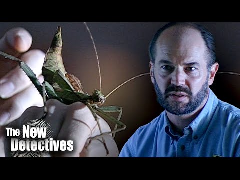 The Study Of Entomology | The New Detectives