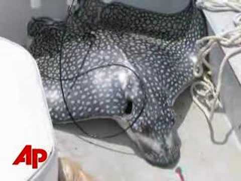 Stingray Leaps From Water, Killing Woman
