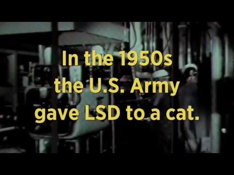 LSD and Cats | Retro Report Mini Doc