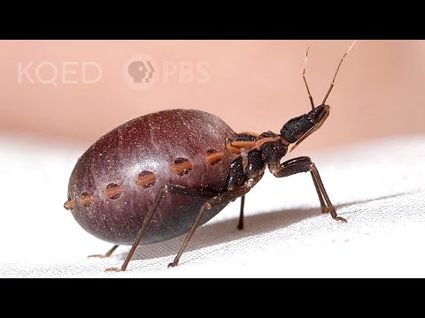 How a Kissing Bug Becomes a Balloon Full of Your Blood | Deep Look