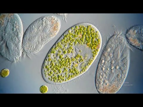 What are Ciliates?