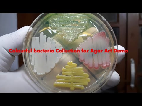 Colorful Bacteria Collection for Agar Art / Staphylococcus/ Micrococcus/ Pseudomonas and Serratia