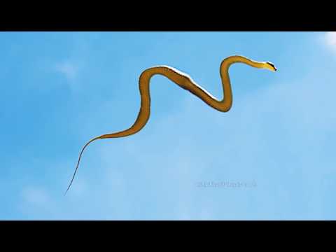 Real Flying Snakes!